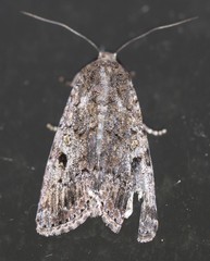 Spodoptera exempta
