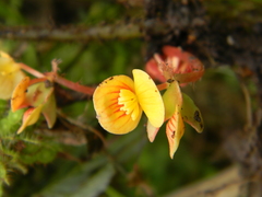 Image of Begonia hirsutula