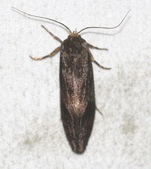 Pycnocera hypoxantha