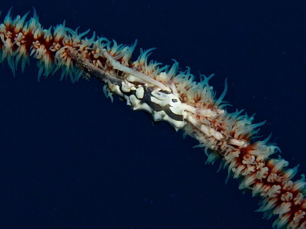 Wire Coral Crab (Xenocarcinus tuberculatus) — recorded at Red Rock