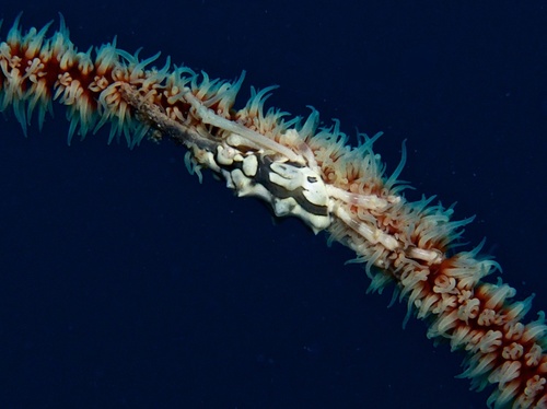 Wire Coral Crab (Xenocarcinus tuberculatus)