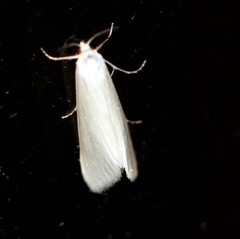 Scirpophaga