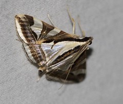 Agrioglypta excelsalis