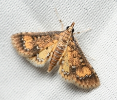 Niphograpta albiguttalis