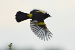 Golden-Winged Cacique photo 3