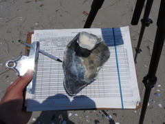 Sinistrofulgur sinistrum