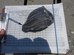 Sinistrofulgur sinistrum