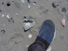 Sinistrofulgur sinistrum