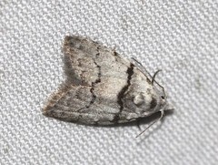 Nola pygmaeodes