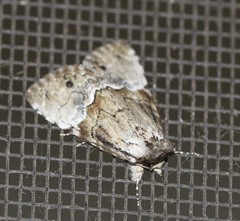 Alophosoma emmelopis