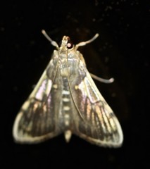 Rehimena cissophora