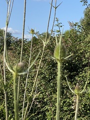 Dipsacus comosus