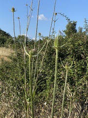 Dipsacus comosus