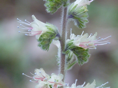 Echium flavum
