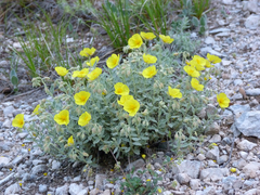 Helianthemum croceum