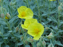 Helianthemum croceum