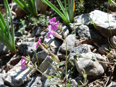 Silene psammitis