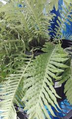Blechnum gibbum