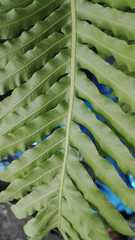 Blechnum gibbum