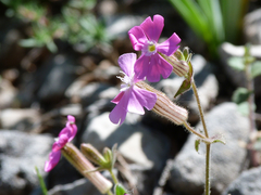 Silene psammitis