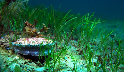 Queen Scallop