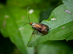 Nemophora fasciella