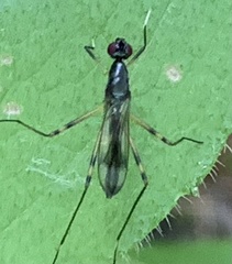 Rainieria antennaepes