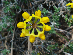 Hippocrepis multisiliquosa