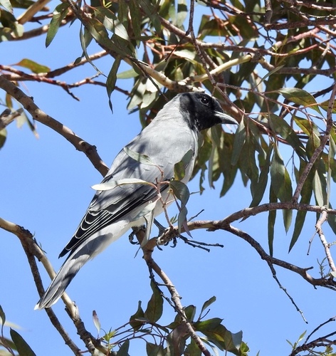 Coracina novaehollandiae