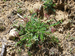 Astragalus incanus