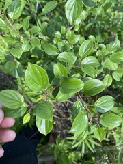 Rhamnus cathartica