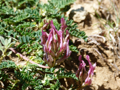 Astragalus incanus