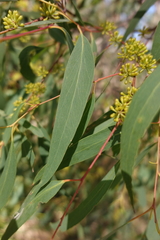 Eucalyptus radiata radiata