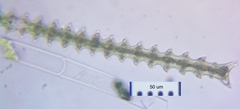 Triploceras gracile