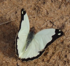 Eronia cleodora