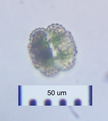 Cosmarium ornatum