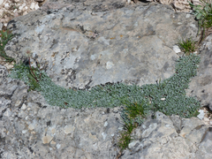 Convolvulus boissieri