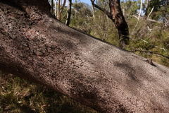 Eucalyptus radiata radiata