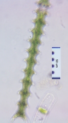 Triploceras gracile
