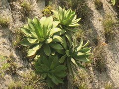 Agave chiapensis