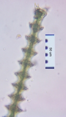 Triploceras gracile