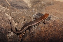 Trachylepis damarana