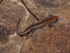 Trachylepis damarana