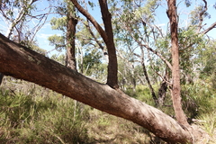 Eucalyptus radiata radiata