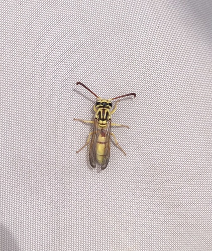 Pterocheilus pimorum
