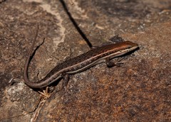 Trachylepis damarana