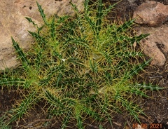 Ptilostemon hispanicus