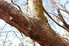 Eucalyptus radiata radiata