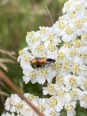 Nemophora fasciella