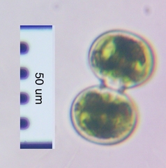 Cosmarium contractum